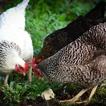 Brambling Fields And Отель типа 