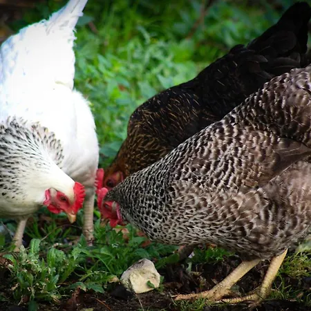 Brambling Fields And Alojamento de Acomodação e Pequeno-almoço