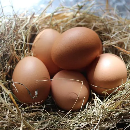 Brambling Fields And